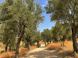 olive road