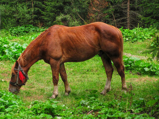 Obraz premium Horse Grazing in a Clearing During Rain