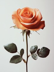 A single, delicate peach rose stands upright, showcasing its velvety petals and lush green leaves against a soft background.