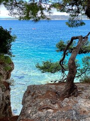 tree on the beach