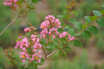 Pink Flowering Branch in Garden