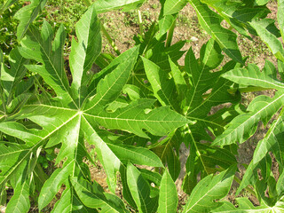 Papaya