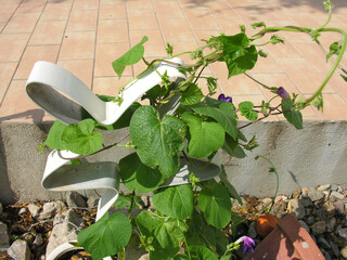Rampicante