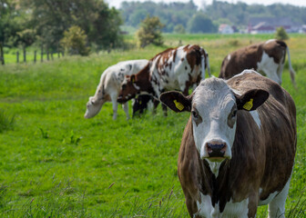 A group of cows peacefully grazes in a vibrant green pasture under a clear blue sky, surrounded by trees and distant farm buildings