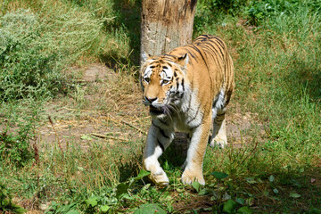 A tiger strides confidently on a forest floor surrounded by dense foliage, showcasing its vibrant fur and powerful physique on a bright day