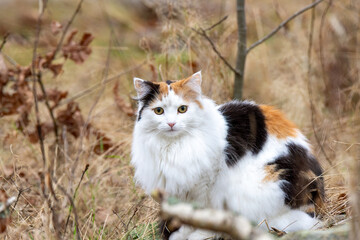 Fototapeta premium A calico cat with striking fur patterns sits quietly in a forest clearing, surrounded by earthy tones of fallen leaves and tall grasses during the late afternoon