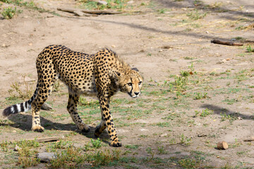 A cheetah moves elegantly over the sandy ground, showcasing its distinct spots and slender build while exploring its natural habitat in the afternoon light © Ktr
