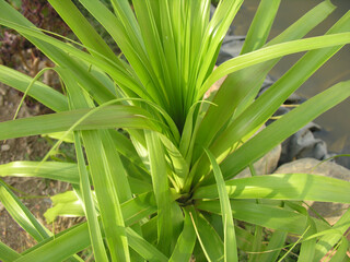 Obraz premium Mangiafumo