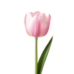 Naklejka premium Elegant pink tulip with green leaves on a transparent background