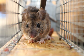 Maus in der Mausefalle