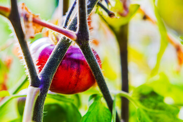 Close-up of ripe tomato growing in greenhouse, surrounded by green foliage.