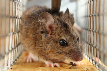 Maus in der Mausefalle