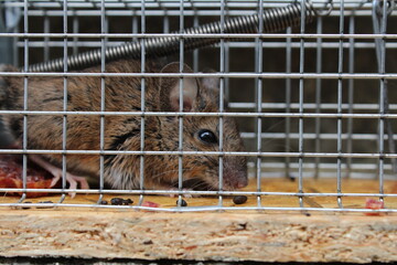 Maus in der Mausefalle