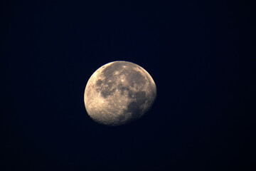 Luna © Steve Fossiant