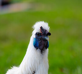 Silk fowl