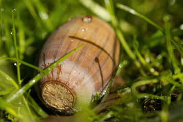 Acorn in the grass, acorn with water droplets, an acorn between the grass, close-up of seeds