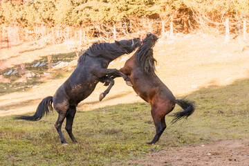 horses playfully rearing up and interacting with each other in an outdoor area.