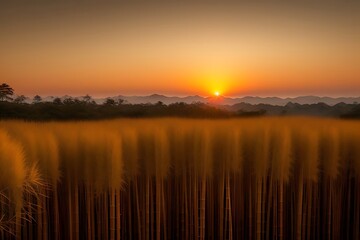 Fototapeta premium Golden sunset glow over tall bamboo trees.