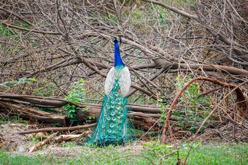Obraz premium Peacock perched on a branch, tail feathers partially displayed, natural environment