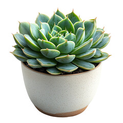 Succulent in Minimalist Pot