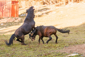 Naklejka premium horses playfully rearing up and interacting with each other in an outdoor area.