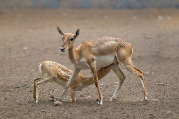 Mother deer nursing her baby fawn