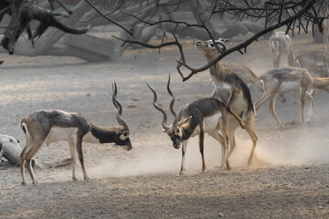 Wild Blackbuck Antelopes Engaged in Intense Fight. Blackbuck Antelope Mating Ritual in Dusty Wilderness