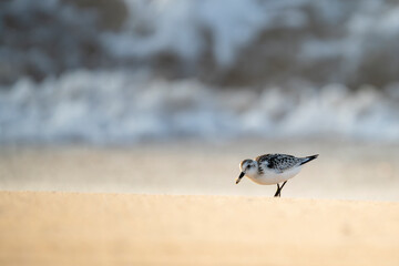 Sanderling foraging on the morning beach shore.