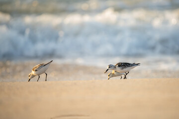 Sanderlings having breakfast on the beach.