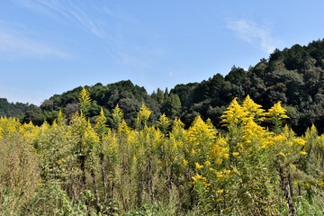 秋の青空に映える黄色いセイタカアワダチソウ。