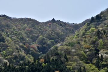 早春四月の山、若葉の芽吹き、