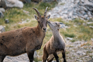 Jeune bouquetin avec sa m&egrave;re  dans les Alpes en France