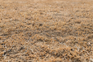 Brown grass