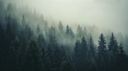 Naklejka premium Mist envelops dense evergreen trees, creating a mystical and serene forest atmosphere.