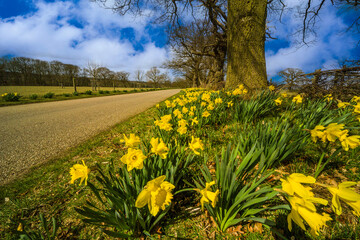 Fototapeta premium daffodils growing alongside a country road