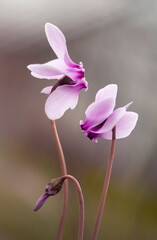 Fioletowe kwiaty, Cyklamen neapolitański. ( Cyclamen hederifolium ) © mycatherina