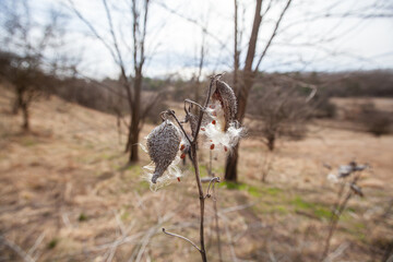 cCose-up of a milkweed pod with seeds attached, ready to be carried away by the wind.