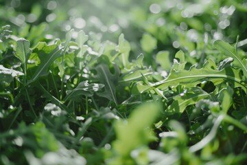 Obraz premium Sun-drenched green arugula leaves glistening with morning dew, showcasing nature’s freshness and vitality.