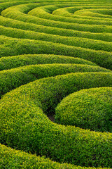 Plantation de thé vert à Boseong en Corée du Sud