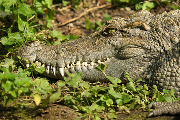 Krokodyl z Warszawskiego Zoo