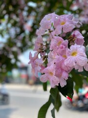 close up view of blooming tabebuya flowers