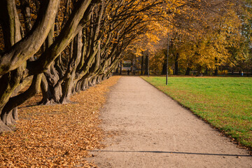droga, jesienią, pora roku, park, zieleń, drewna, liści © Alina