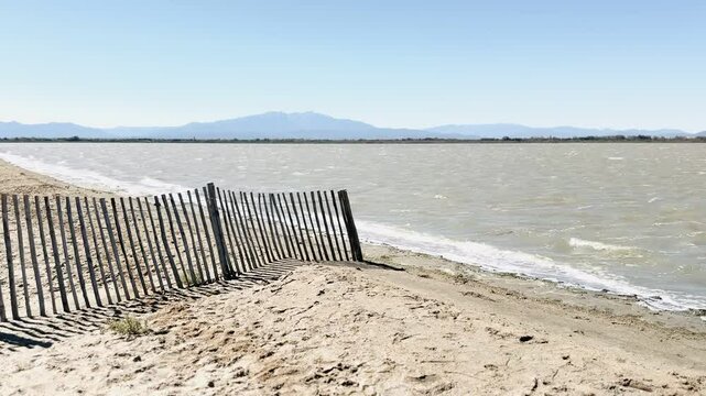 Dog enjoys walking on the shore of the beach.