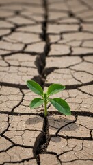 Small plant emerging from cracked earth, symbolizing resilience