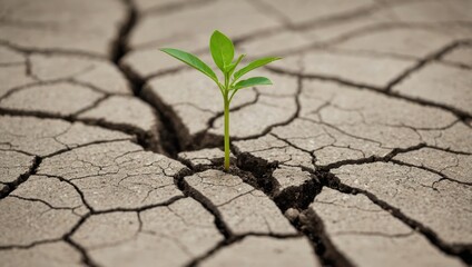 Small plant growing from cracked dry soil, symbolizing resilience