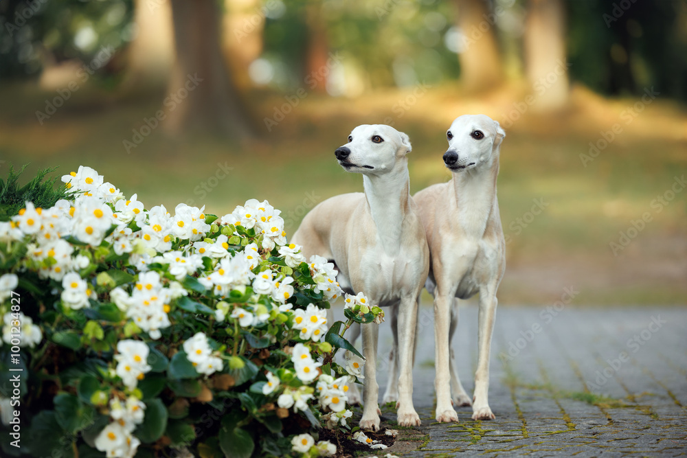 Poster two beautiful whippet dogs posing by white begonia flowers in the park