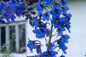 Bumblebee flies to the blue delphinium in sunny garden