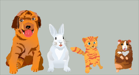 Pets set - cute home animal pets - Puppy dog, rabbit, kitten and hamster. Realistic style vector illustration Isolated on white background. 