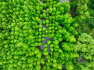 Aerial view green mangrove forest. Natural carbon sinks. Mangroves trees capture CO2. Blue carbon...