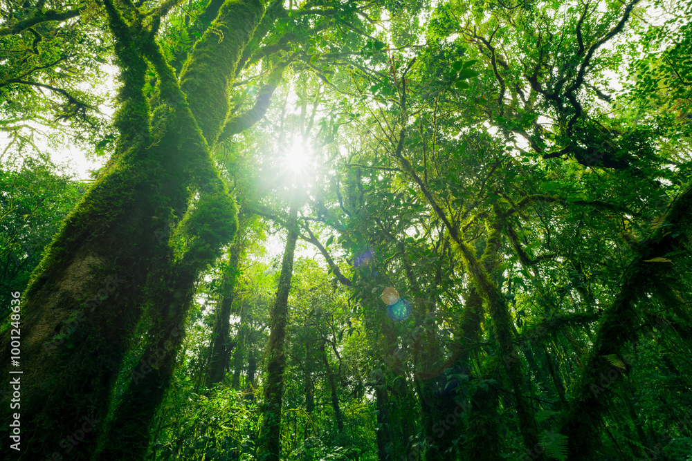 Wall mural looking up view of tree trunk to green leaves of tree in forest with sun light. fresh environment in